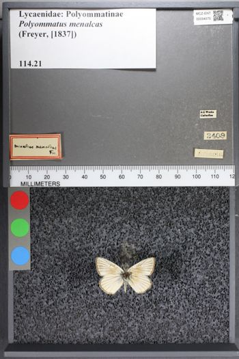 Media type: image;   Entomology 54570